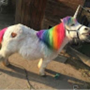 Meet your Posher, Evelyn lol